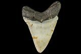 Fossil Megalodon Tooth - North Carolina #109537-2